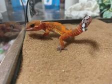 baby leopard geckos - Photo 2