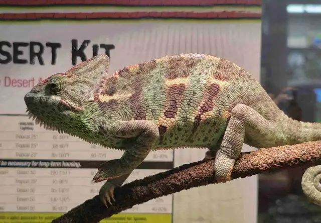baby veiled chameleon
