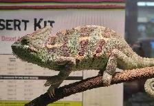baby veiled chameleon