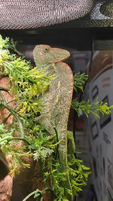 baby veiled chameleon - Photo 2