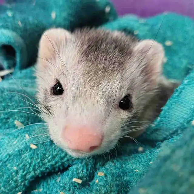 baby ferret
