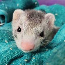 baby ferret