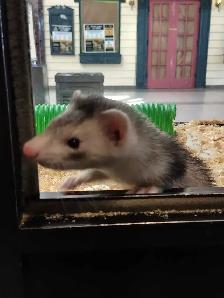 baby ferret - Photo 2