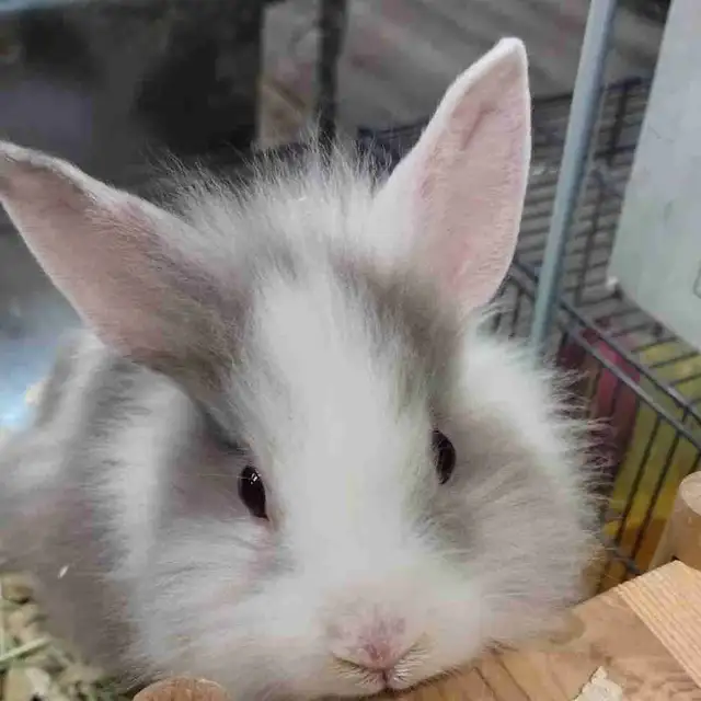 baby lionhead rabbits