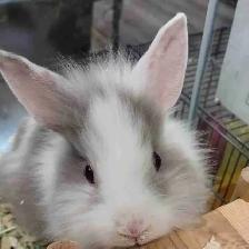 baby lionhead rabbits