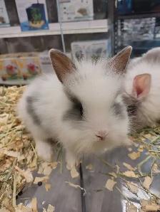 baby lionhead rabbits - Photo 2