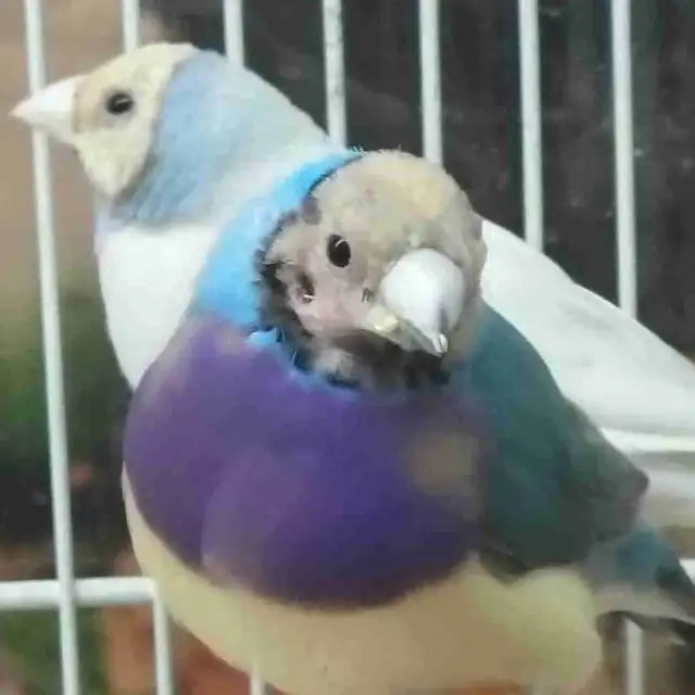 blue turquoise gouldian finches