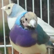 blue turquoise gouldian finches