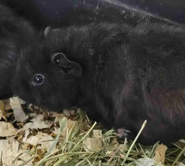 baby guinea pigs