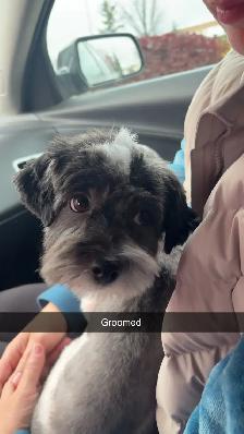 Shih zu puppies