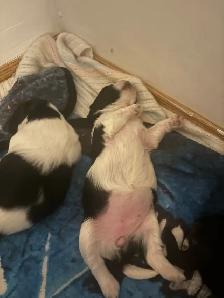 Shih zu puppies - Photo 2