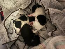 Shih zu puppies - Photo 3