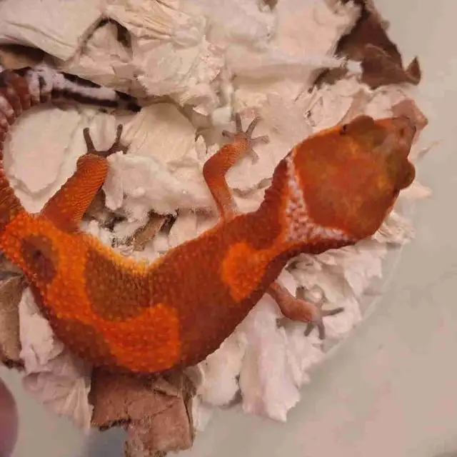 baby leopard geckos