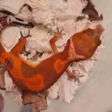 baby leopard geckos
