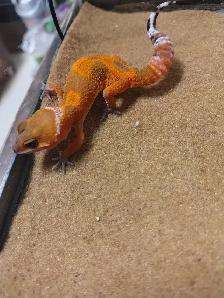 baby leopard geckos - Photo 3