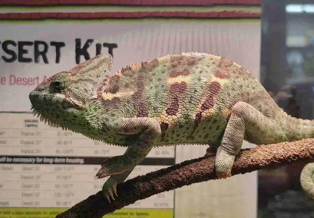 female veiled chameleon