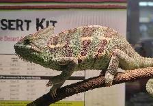 female veiled chameleon