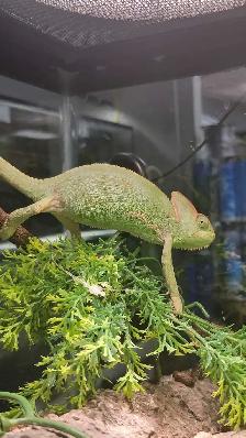 female veiled chameleon - Photo 2