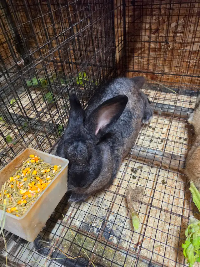 Rabbits Giant Continental crossed with Flamish.New Zealand meat