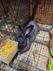 Rabbits Giant Continental crossed with Flamish.New Zealand meat