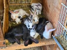 Rabbits Giant Continental crossed with Flamish.New Zealand meat - Photo 2