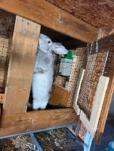 Rabbits Giant Continental crossed with Flamish.New Zealand meat - Photo 3