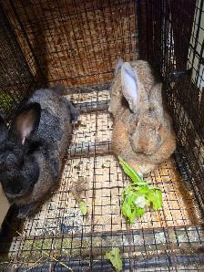 Rabbits Giant Continental crossed with Flamish.New Zealand meat - Photo 4