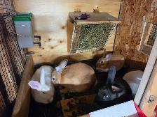 Rabbits Giant Continental crossed with Flamish.New Zealand meat - Photo 5