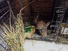 Rabbits Giant Continental crossed with Flamish.New Zealand meat - Photo 6