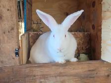 Rabbits Giant Continental crossed with Flamish.New Zealand meat - Photo 7