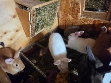 Rabbits Giant Continental crossed with Flamish.New Zealand meat - Photo 8