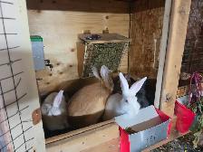 Rabbits Giant Continental crossed with Flamish.New Zealand meat - Photo 9