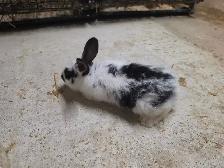 Rabbits Giant Continental crossed with Flamish.New Zealand meat - Photo 10