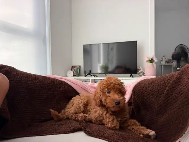 mini poodle