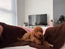 mini poodle