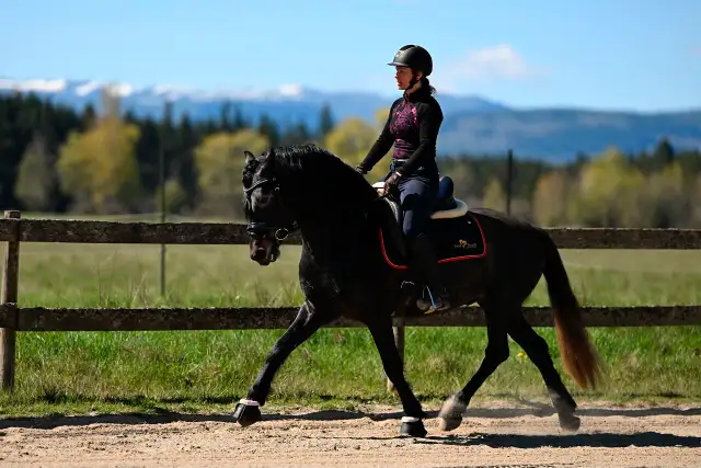 Four year old Warlander Gelding
