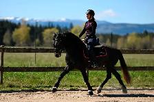 Four year old Warlander Gelding
