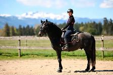 Four year old Warlander Gelding - Photo 2