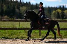 Four year old Warlander Gelding - Photo 4