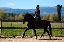Four year old Warlander Gelding - Photo 5