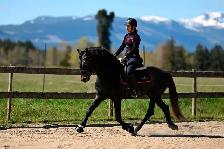 Four year old Warlander Gelding - Photo 6