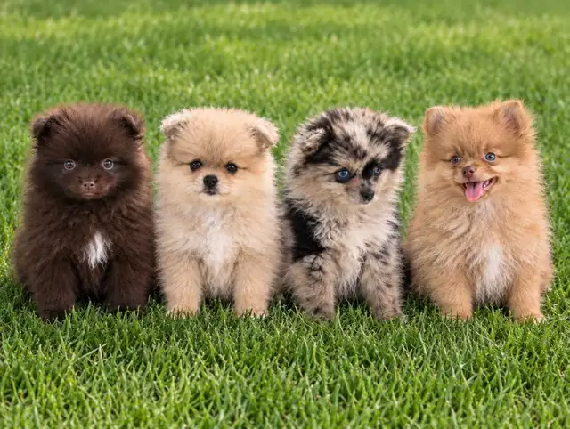 Pomeranian