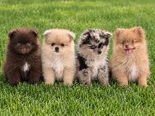 Pomeranian