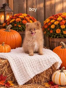 Pomeranian - Photo 2