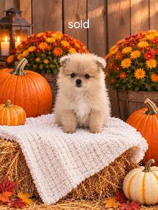 Pomeranian - Photo 3