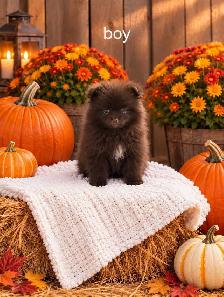 Pomeranian - Photo 4