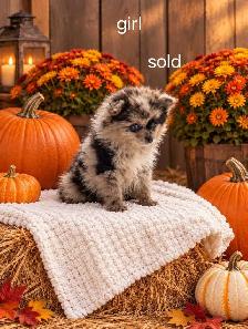 Pomeranian - Photo 5
