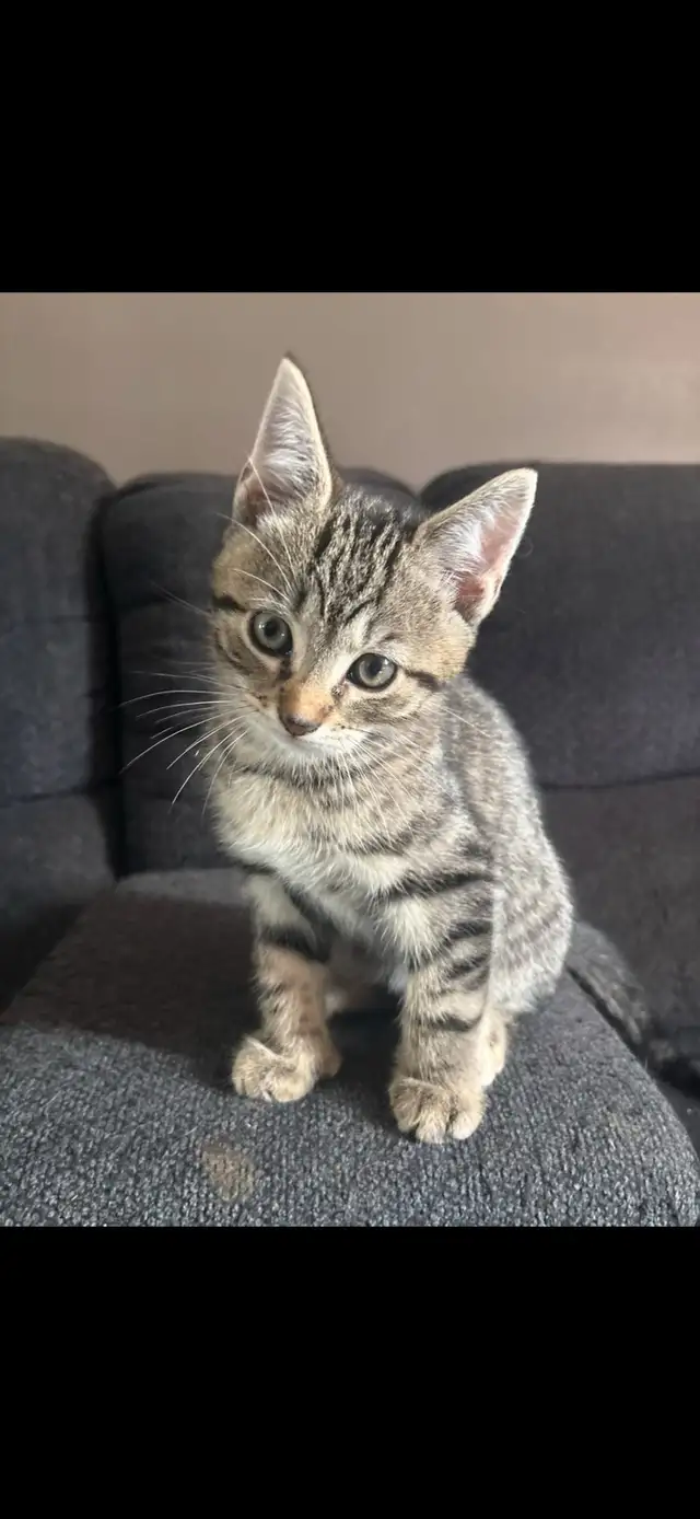 boy kittens