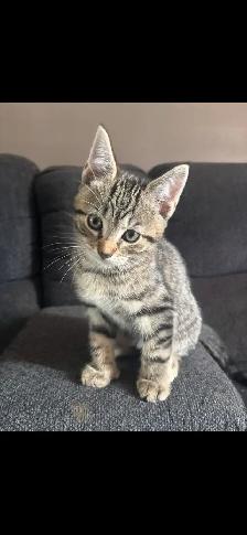 boy kittens