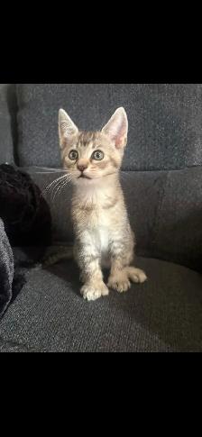 boy kittens - Photo 2